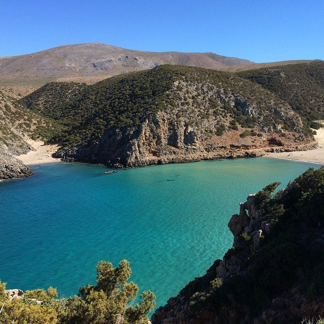 cala-domestica