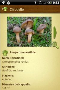chiodello