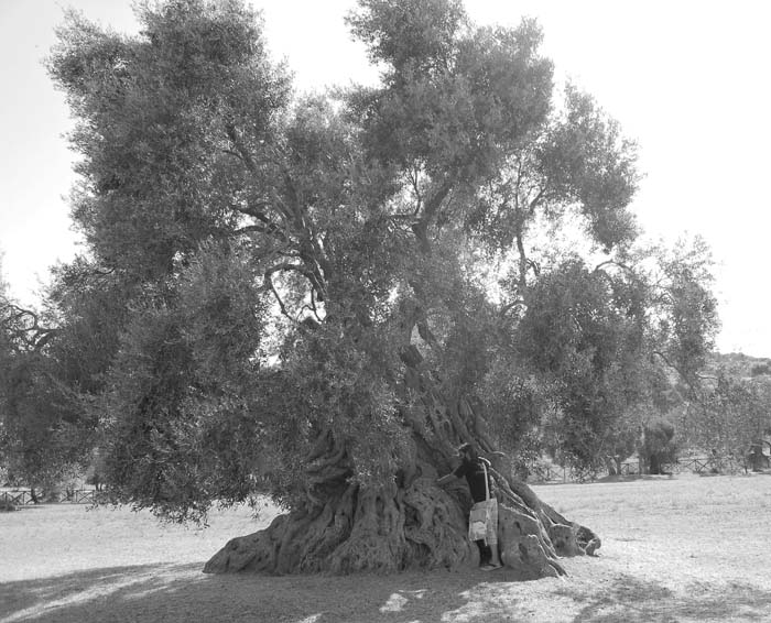 sa-reina-villamassargia