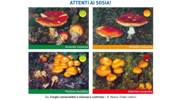 sosia-funghi-commestibili-tossici