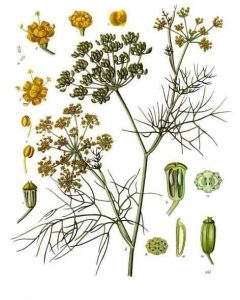 Foeniculum-vulgare-Köhler