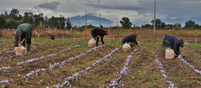 raccolta-zafferano-san-gavino