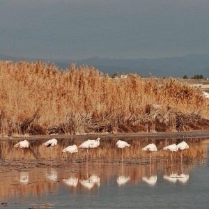 stagno-molentargius-quartu