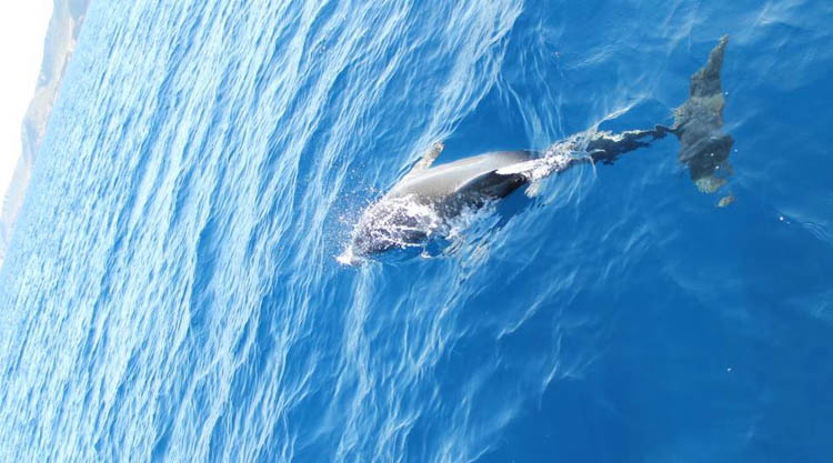 tursiope-sardegna-nord-cetacei