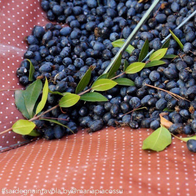 bacche-di-mirto
