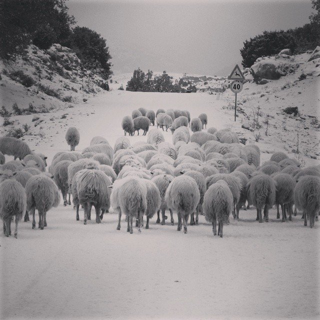 pecore-ogliastra-sotto-la-neve