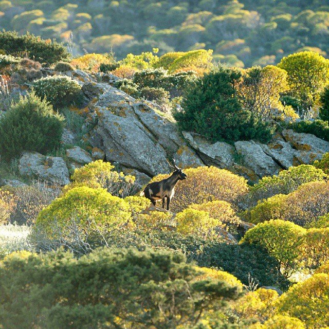 capra-isola-asinara