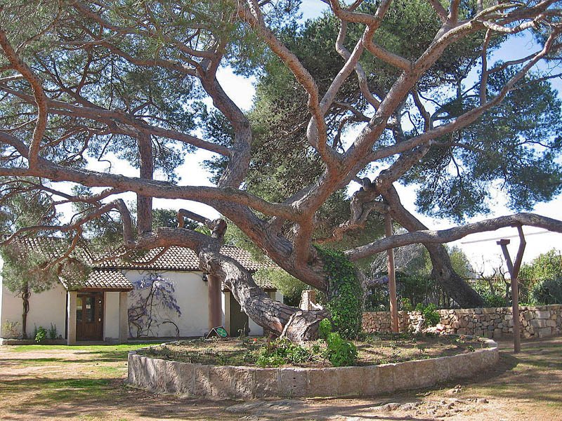 compendio-garibaldino-caprera-albero-clelia