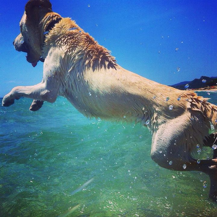 dog-beach-muravera