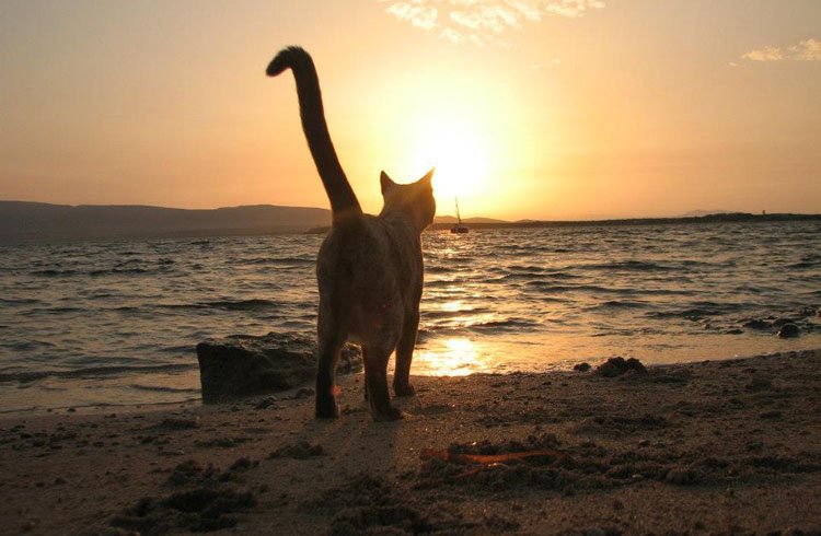 oasi-felina-su-pallosu