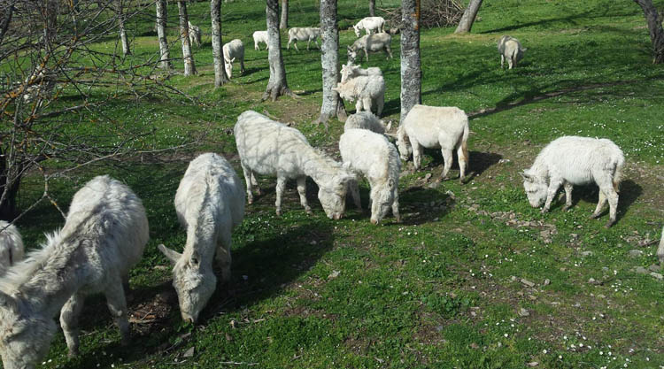asinelli-bianchi-foresta-burgos