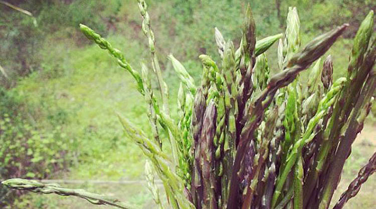 asparagi-sardegna