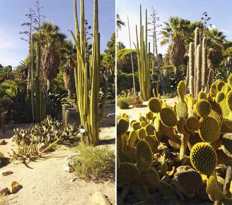 piante-succulente-orto-botanico-cagliari