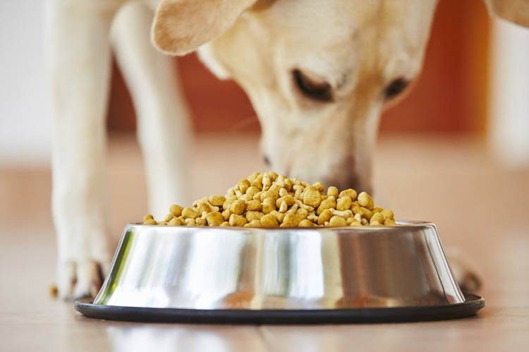 alimenti-per-cani