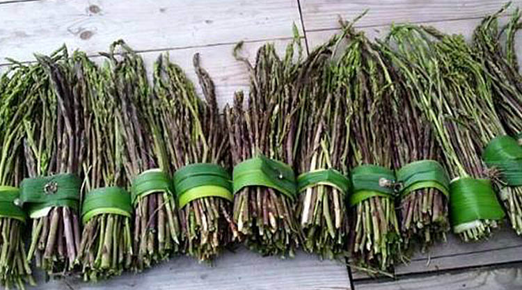 asparagi