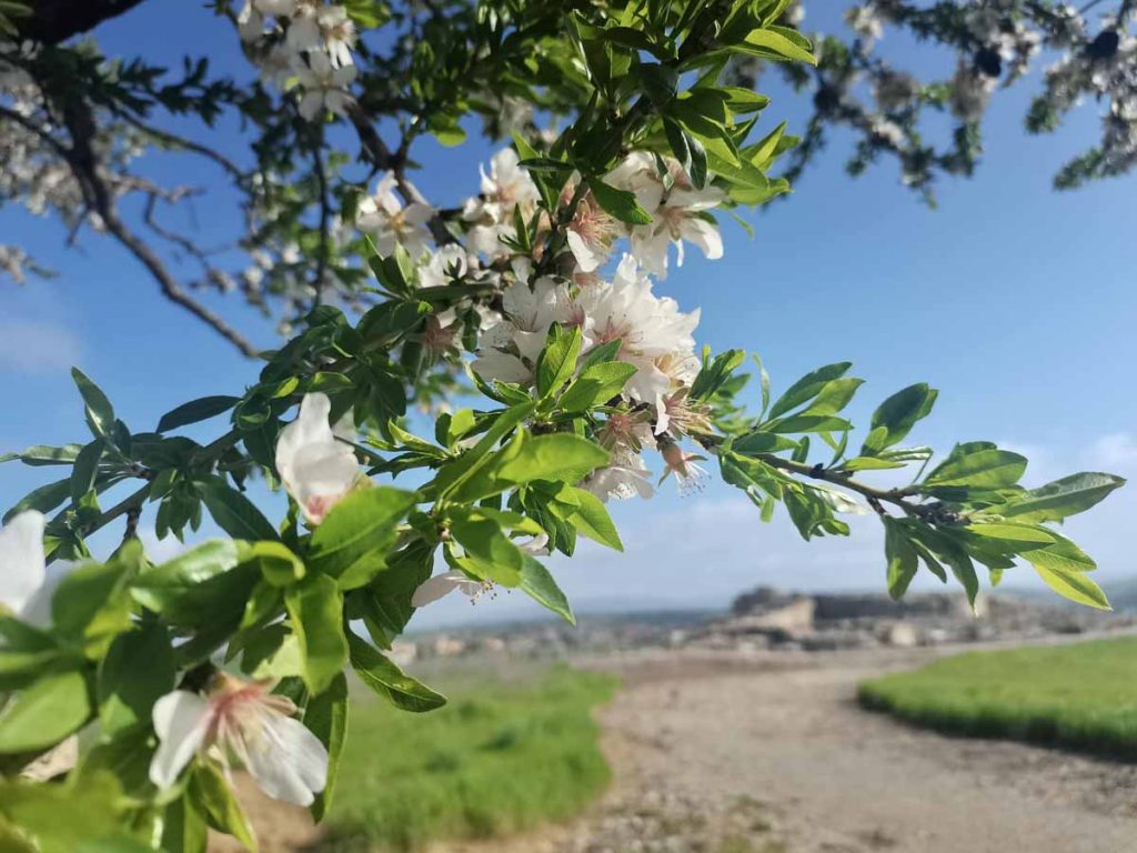 Mandorlo in fiore a Villanovafranca, sullo sfondo il nuraghe Su Mulinu
