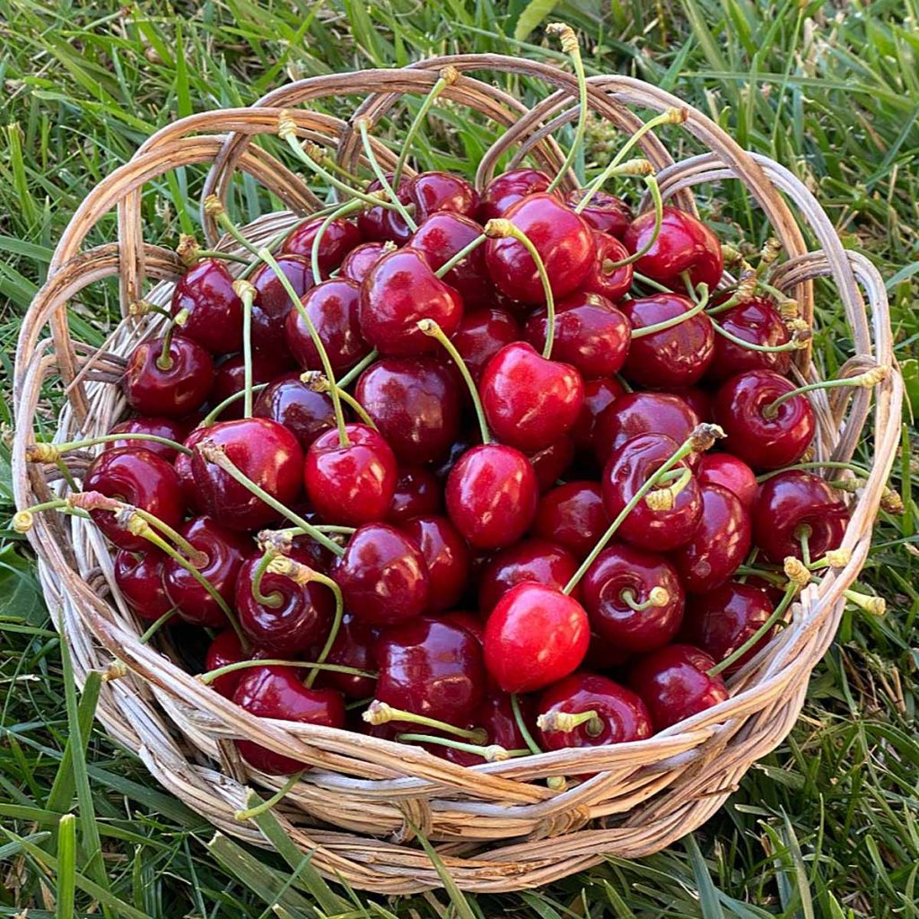 Cestino di ciliegie di Lanusei, in Ogliastra