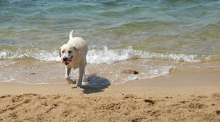 dog-beach-palau