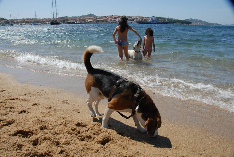 spiaggia-per-cani-punta-negra-palau