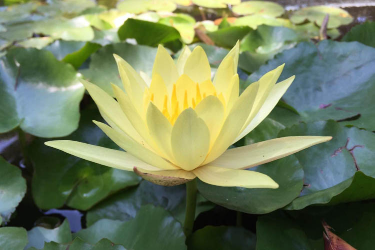 orto-botanico-cagliari-ninfee