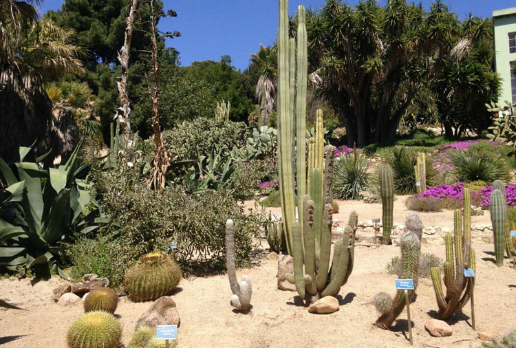 orto-botanico-cagliari-piante-grasse