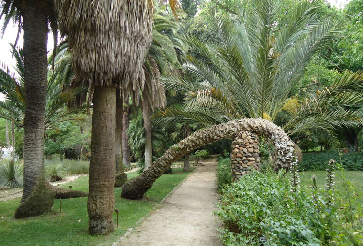palmeto-orto-botanico-cagliari