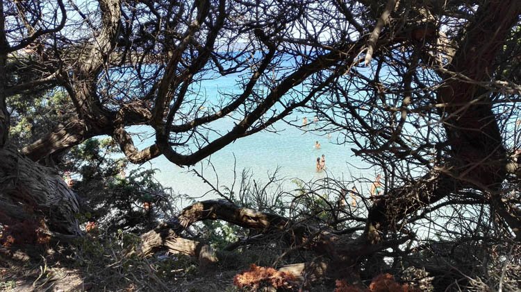 ginepri-spiaggia-sottotorre-calasetta