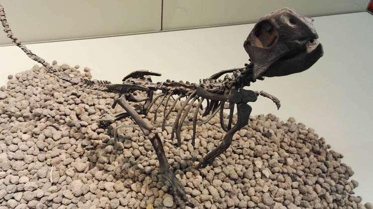 dinosauro-sardegna