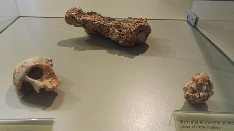 ossa-scimmie-sardegna