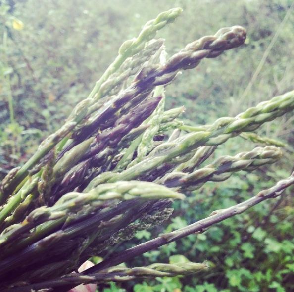 raccolta-asparagi-selvatici