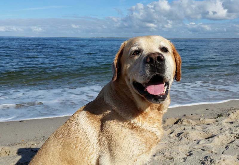 Dog Beach in Sardegna