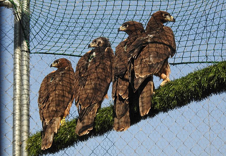 aquila-bonelli-sardegna-voliera-2