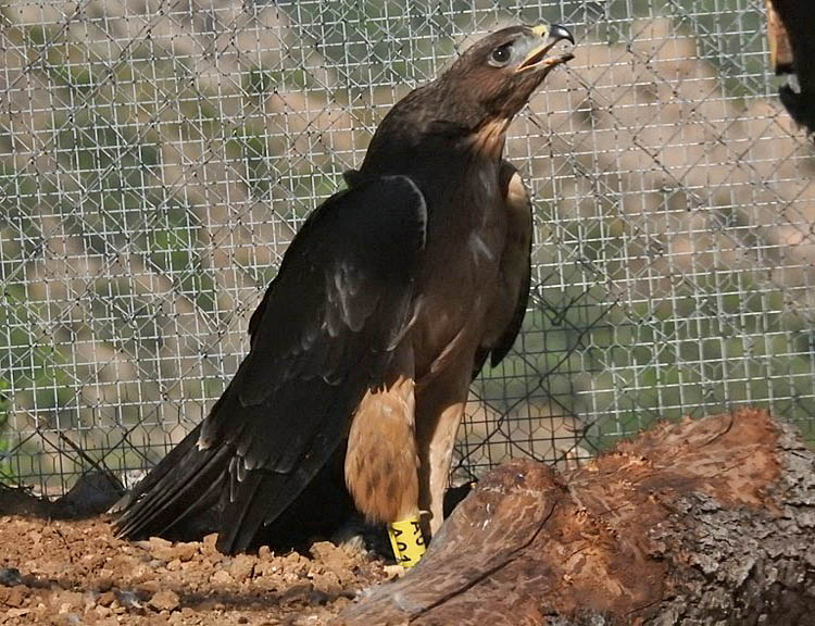 aquila-bonelli-sardegna