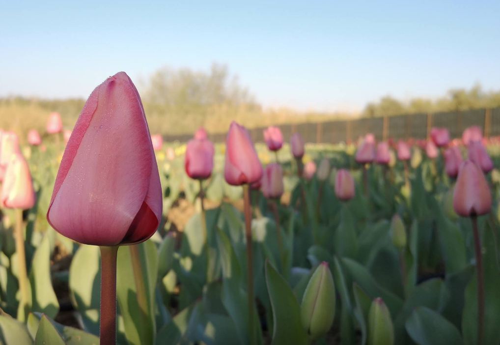 tulipani-pimentel