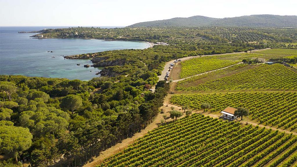 vigneti_lazzaretto_alghero