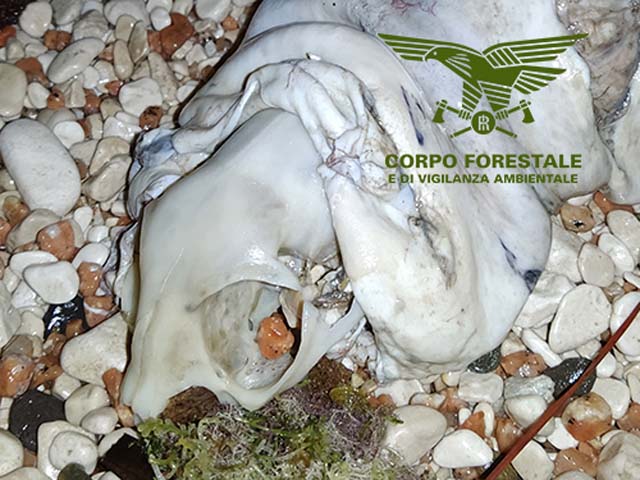Cranio della foca monaca ritrovata a Cala Gonone