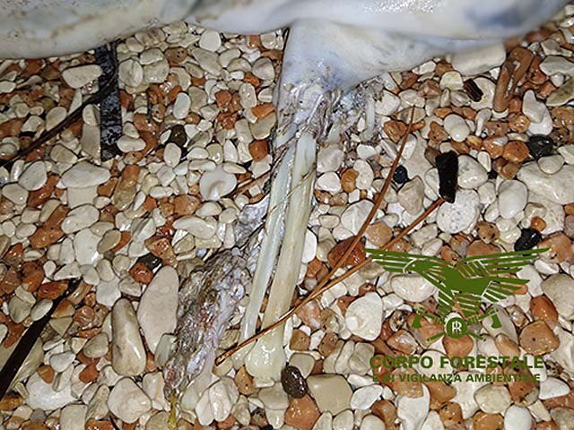 zampa_carcassa_foca_monaca_cala_gonone
