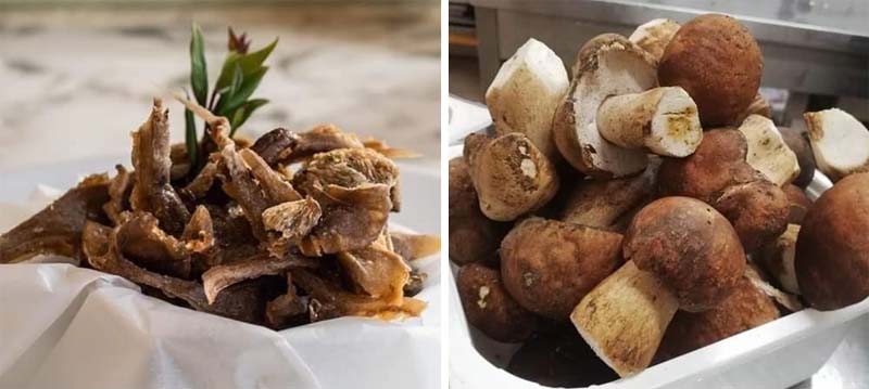 Funghi di Sardegna