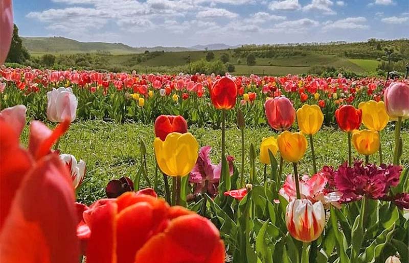 Tulipani di Sardegna a Turri