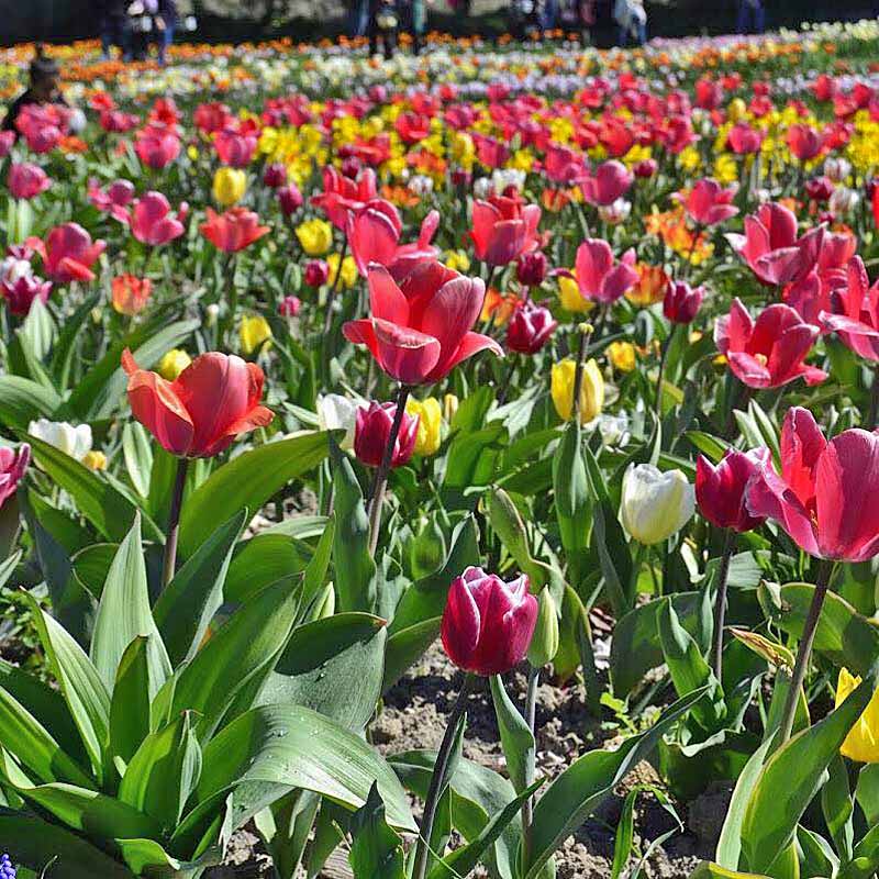 Tulipani di Sardegna a Turri