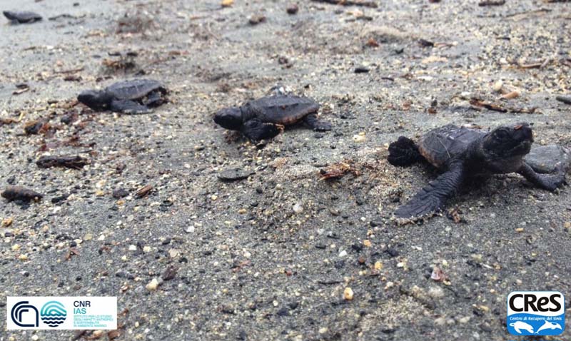 Piccoli di tartaruga appena nati a Villasimius