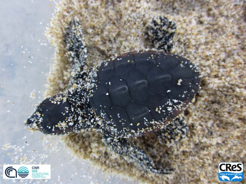 Piccolo di tartaruga Caretta caretta