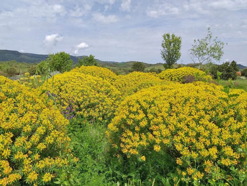 Euforbia in fiore