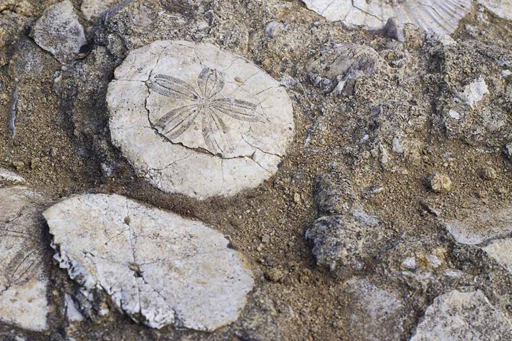 Giacimento di fossili del Miocene a Genoni, in Sardegna
