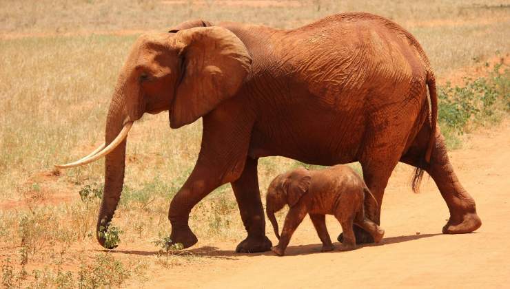 Quanto è alto l'elefante più grande al mondo - Foto Pexels - sardegnainblog.it