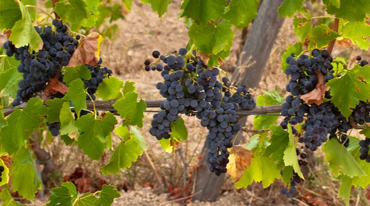 Bevi Cannonau e vivi cent’anni, la ricetta del Dr. Oz, il chirurgo più famoso d’America!