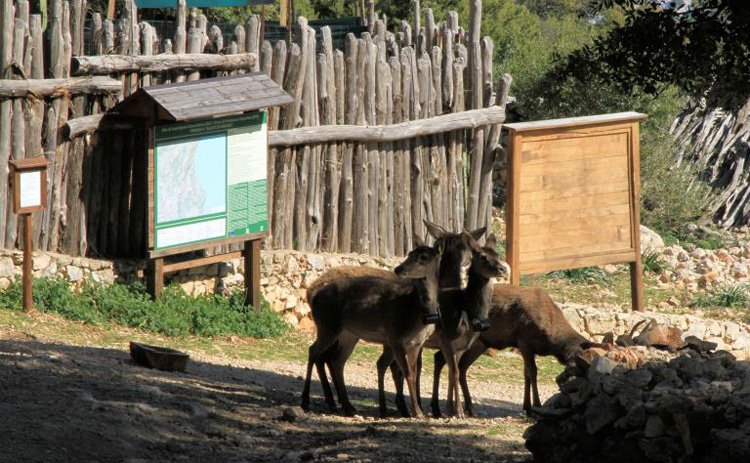 cervo.sardo-ogliastra