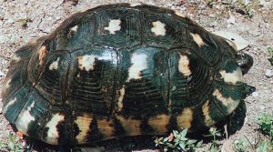 testudo-marginata-sarda
