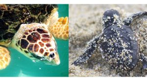 tartaruga-caretta-caretta