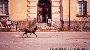 montevecchio-cervo-a-passeggio